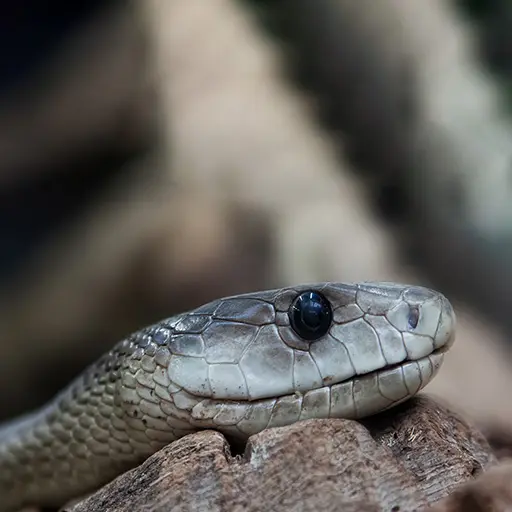 Black Mamba